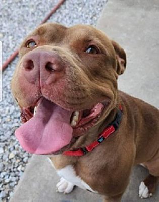 Enlarge Tank, a Adoptable mixed breed in Fort Wayne, IN image 1/2