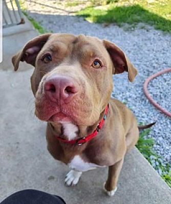 Enlarge Tank, a Adoptable mixed breed in Fort Wayne, IN image 2/2