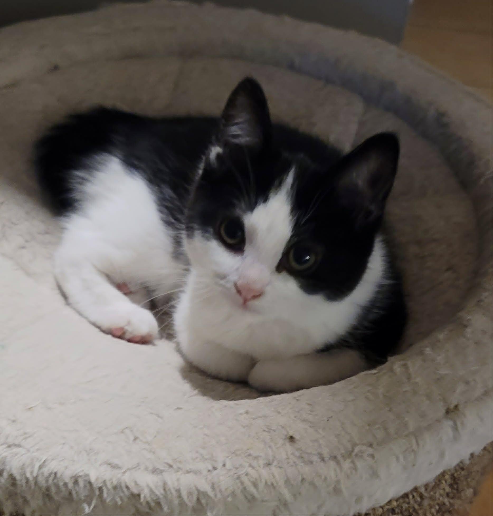 Enlarge Miss Crabby Pants, an adopted Domestic Short Hair in Kitchener, ON image 2/2