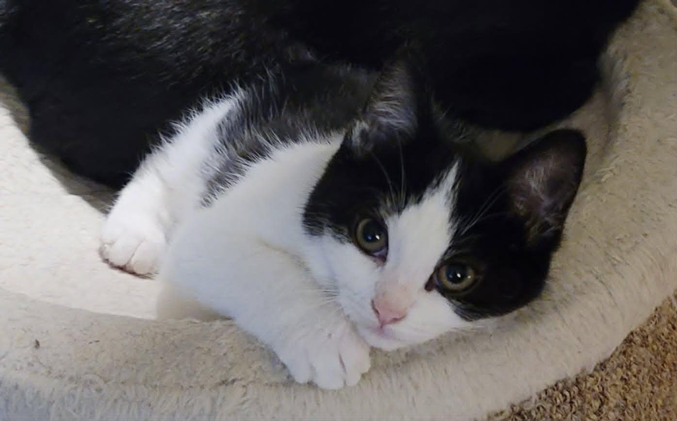 Miss Crabby Pants, adopted, Kitten Female Domestic Short Hair.