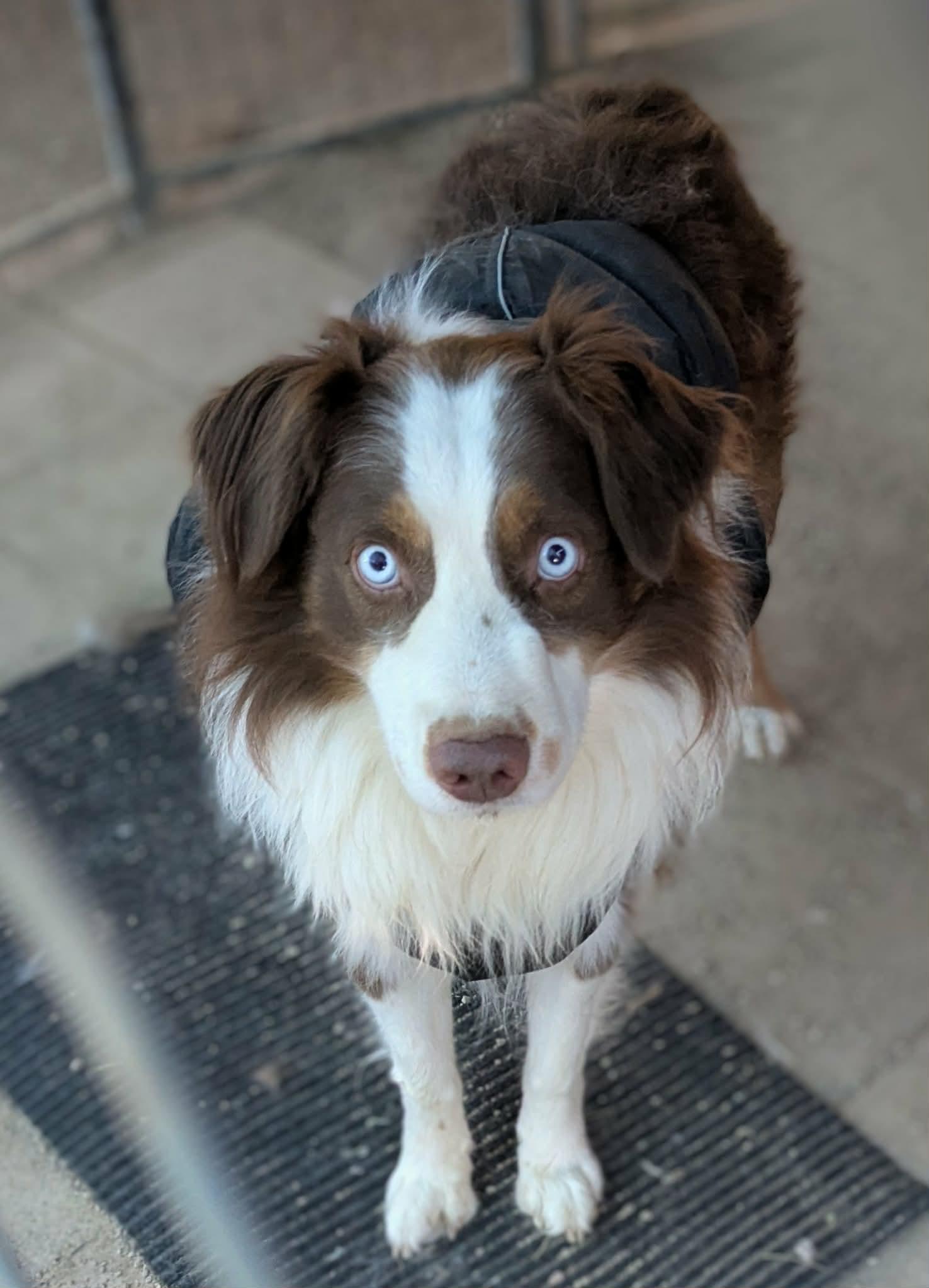 Enlarge Blue, an adopted Australian Shepherd in Las Vegas, NV image 1/1