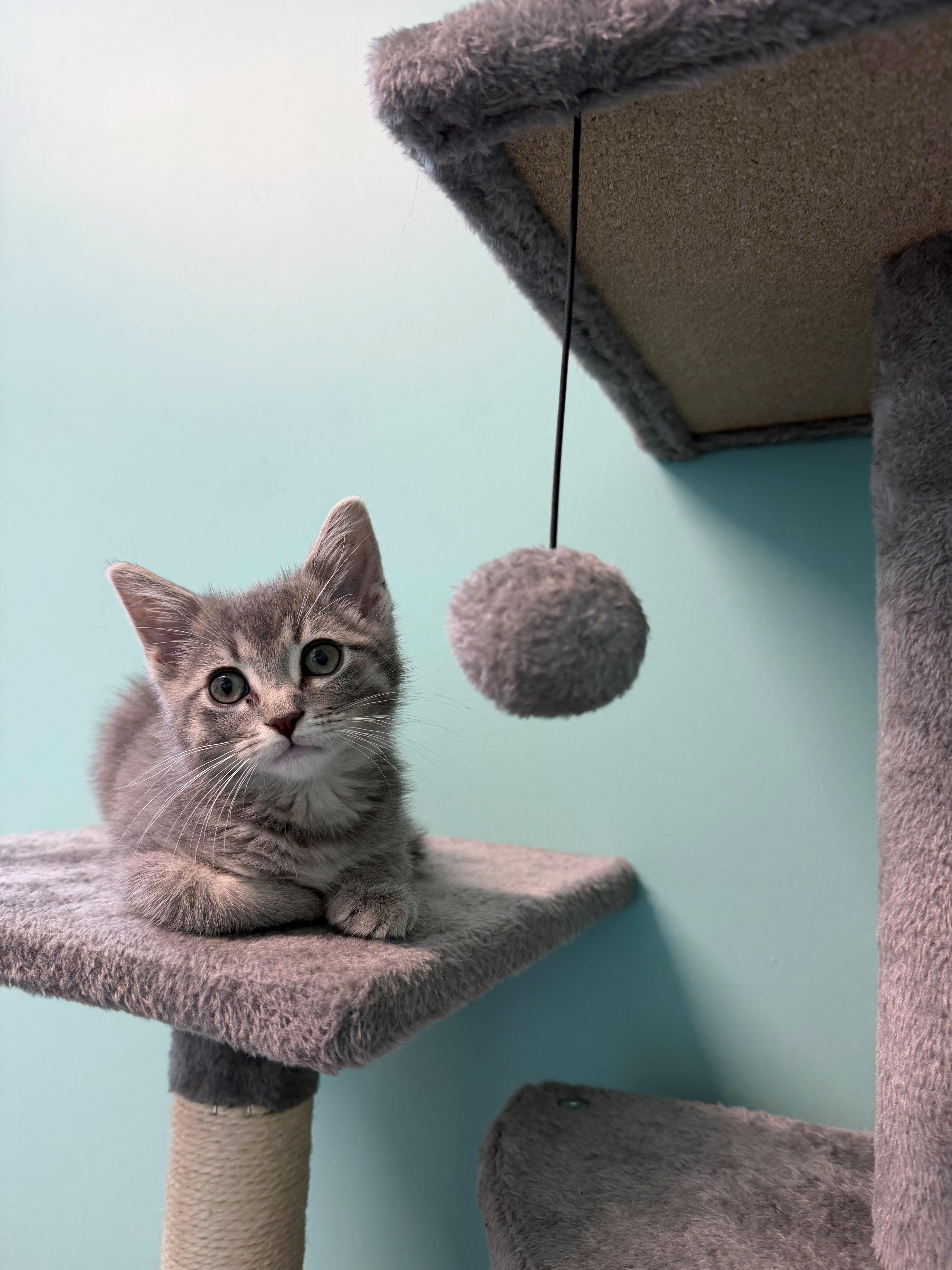 Honor, adopted, Kitten Female American Shorthair.