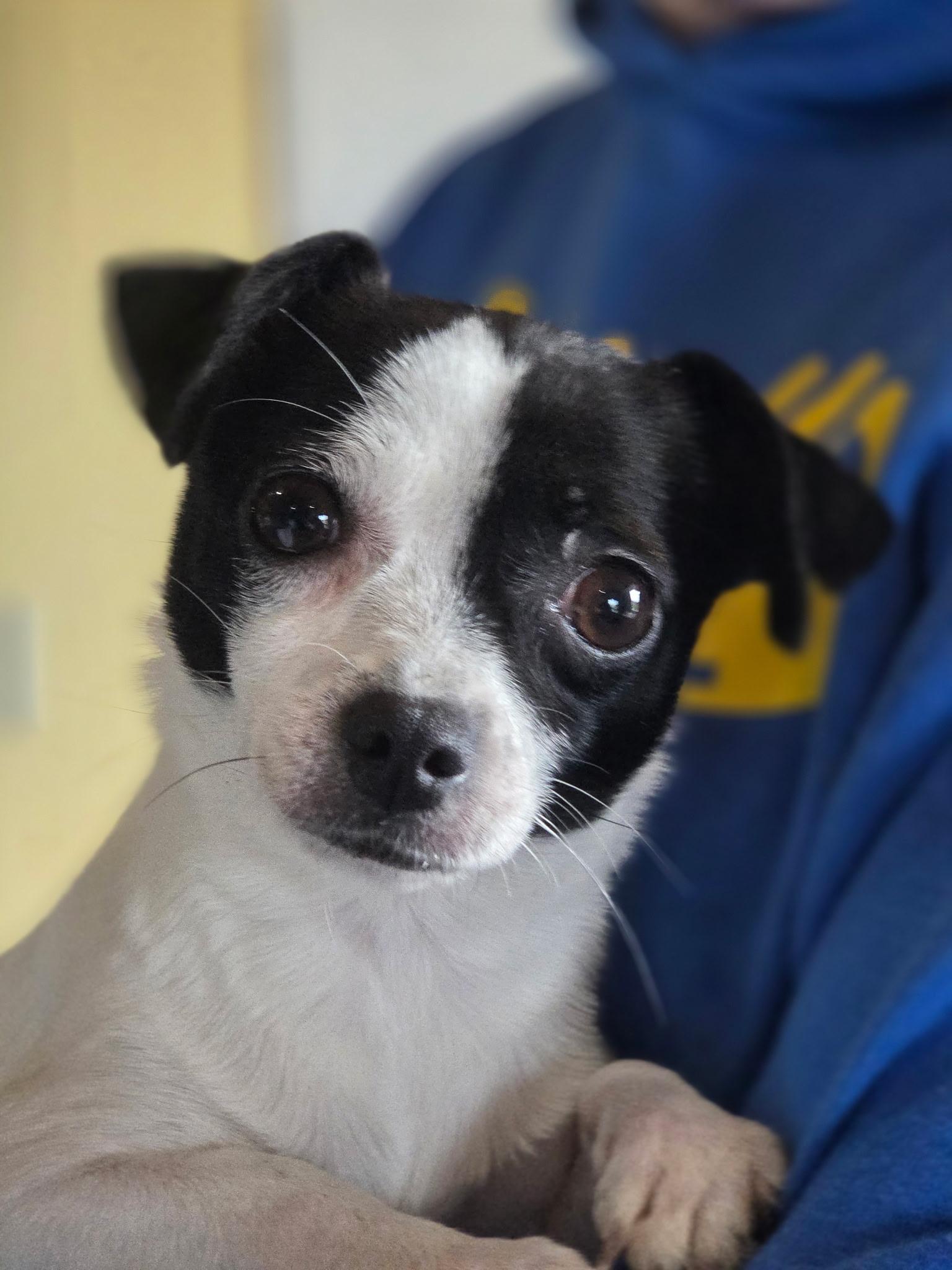 Ethel , adoptable, Young Female Rat Terrier & Chihuahua.