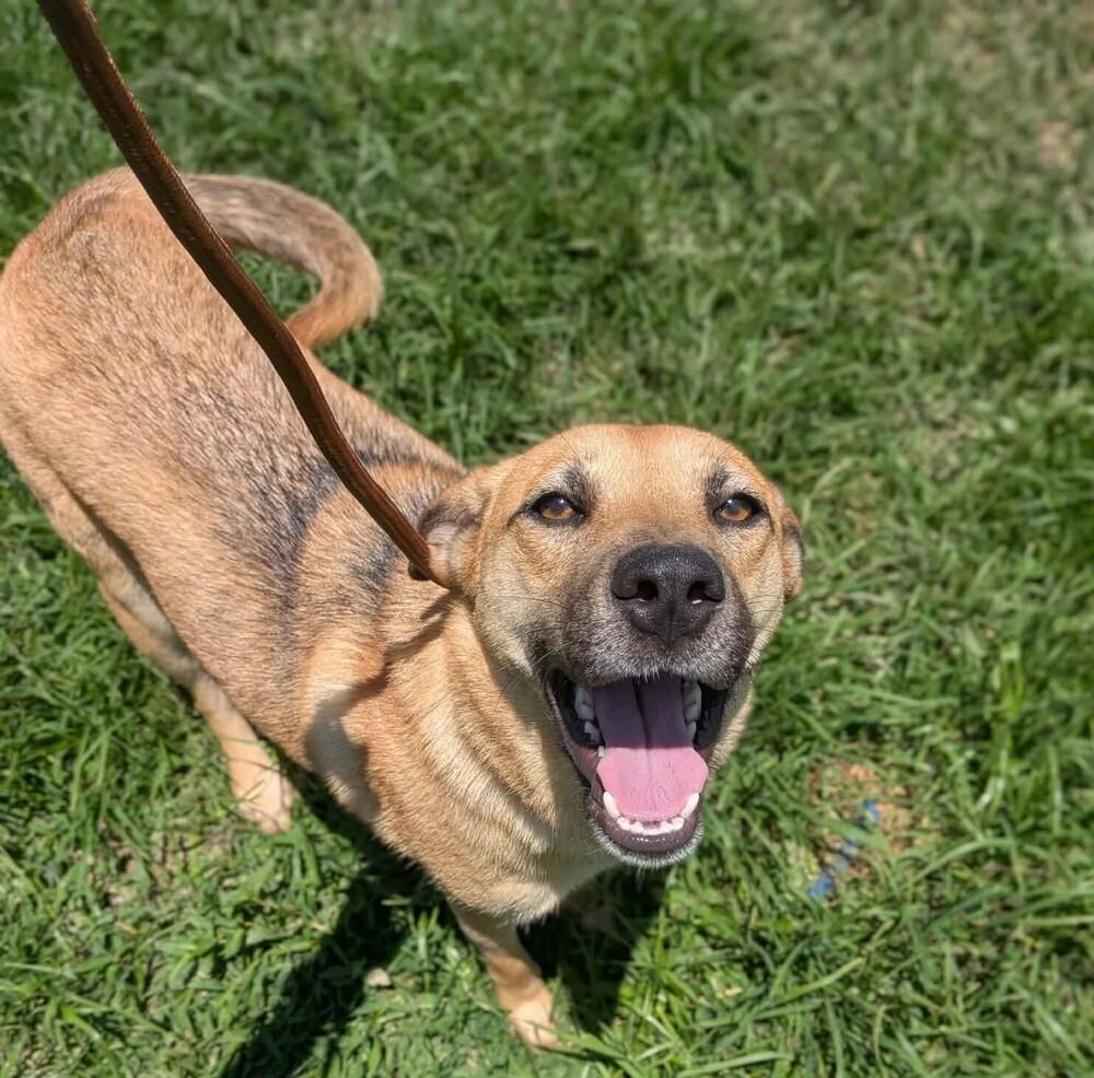 Enlarge Blanche, a Adoptable mixed breed in Statesville, NC image 2/5