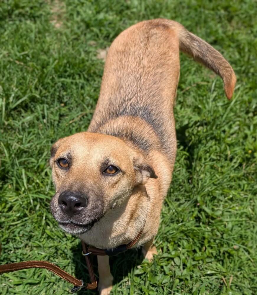 Enlarge Blanche, a Adoptable mixed breed in Statesville, NC image 3/5