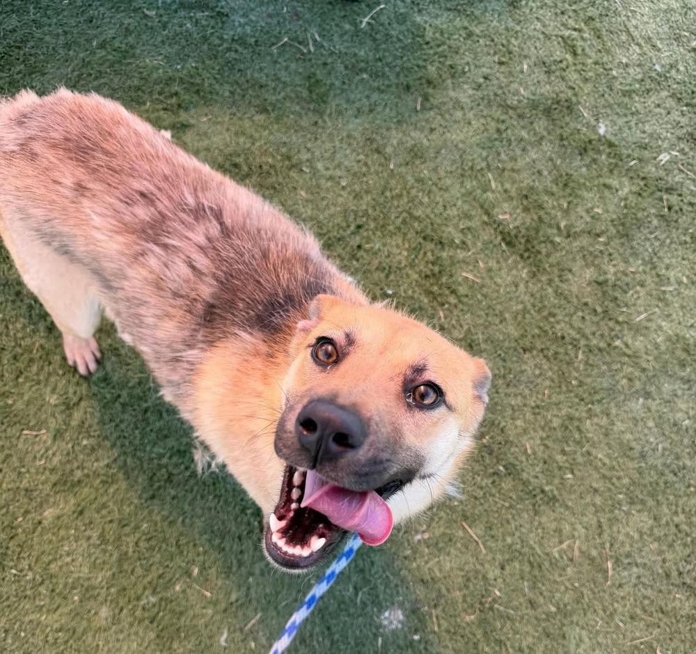 Enlarge Blanche, a Adoptable mixed breed in Statesville, NC image 4/5