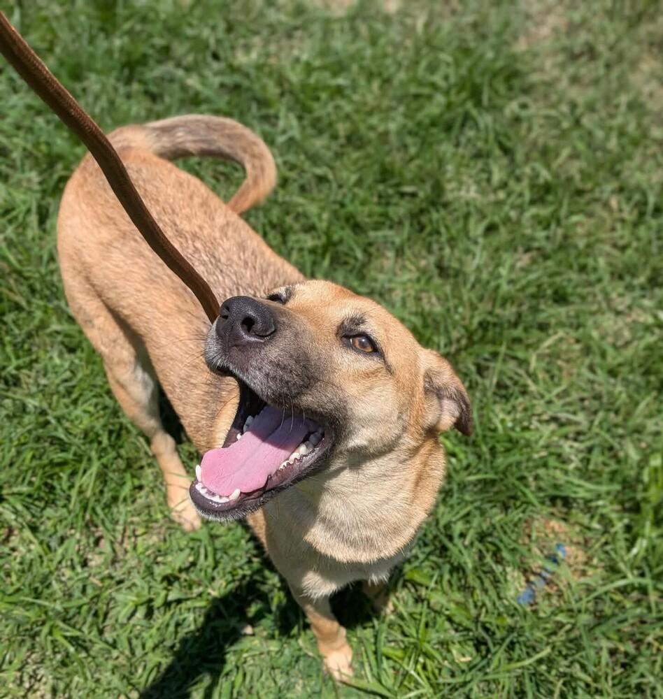 Enlarge Blanche, a Adoptable mixed breed in Statesville, NC image 5/5