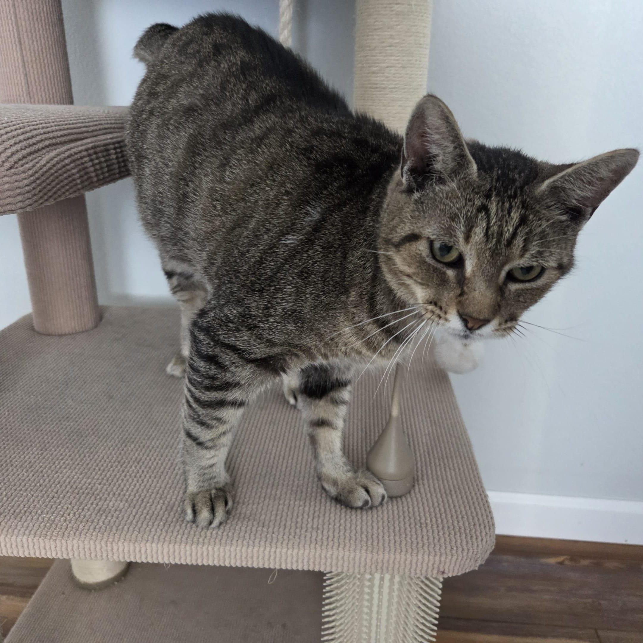 Enlarge BRENDON, a Adoptable Domestic Short Hair in Loveland, CO image 2/6