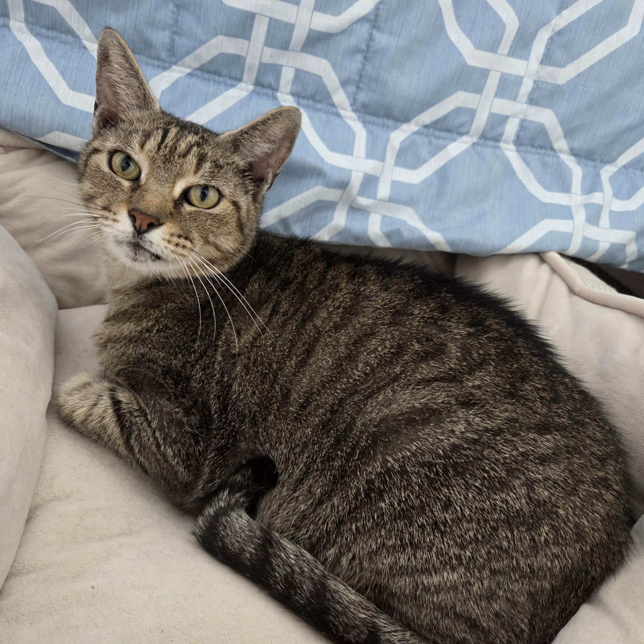 BRENDON, Adoptable, Adult Male Domestic Short Hair.