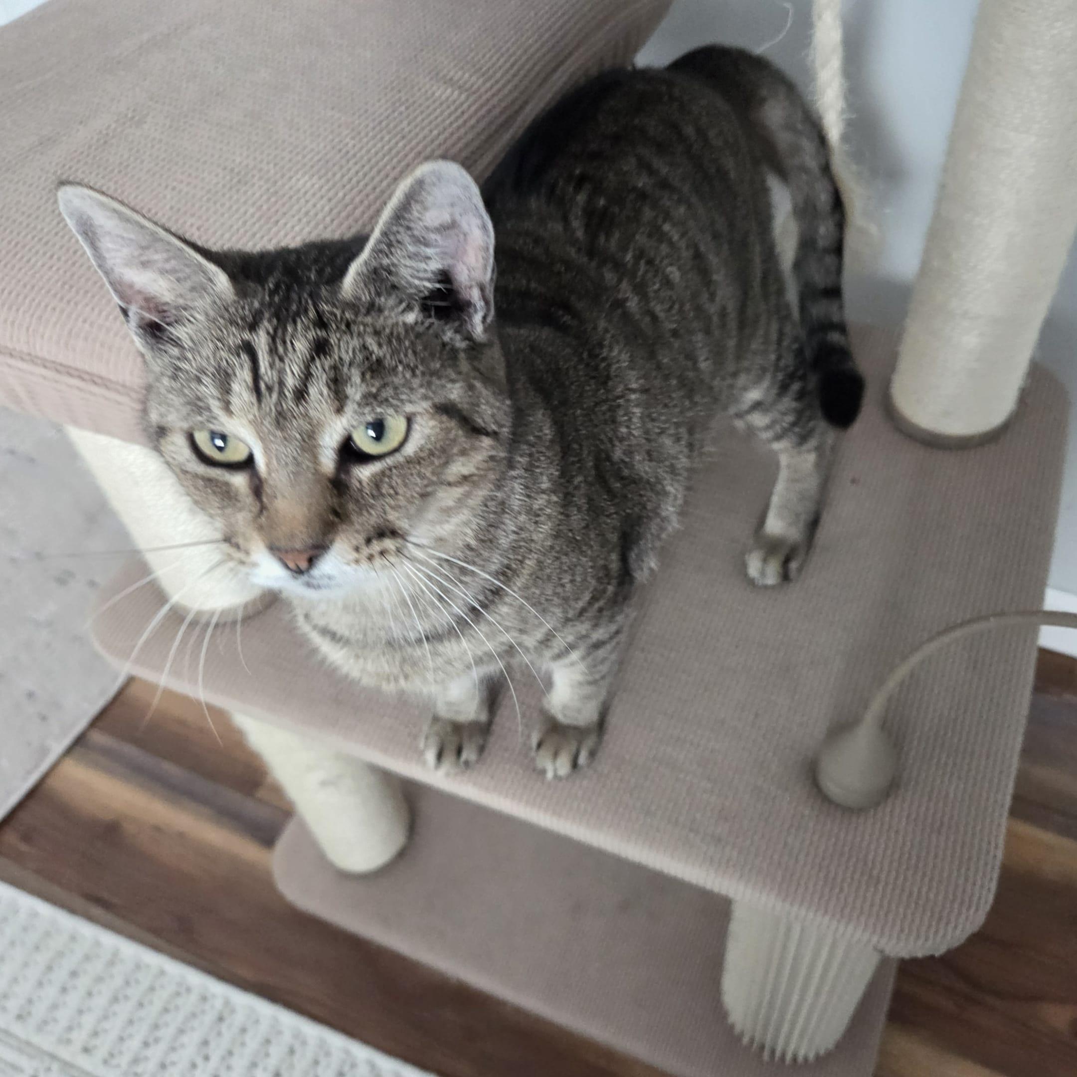 Enlarge BRENDON, a Adoptable Domestic Short Hair in Loveland, CO image 3/6