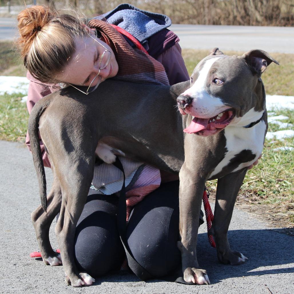 Enlarge Regis, a Adoptable Mixed Breed in Melbourne, KY image 3/6