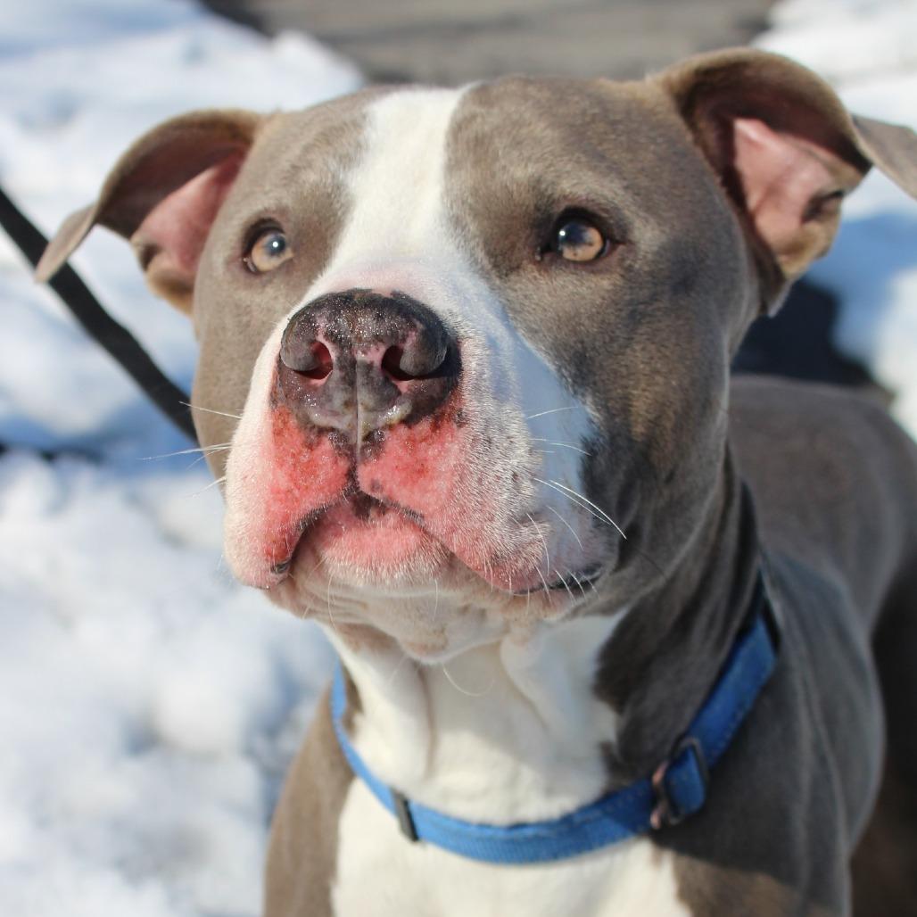 Enlarge Regis, a Adoptable Mixed Breed in Melbourne, KY image 6/6