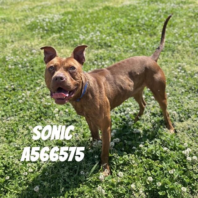 SONIC, Adoptable, Young Male Pit Bull Terrier & Mixed Breed.