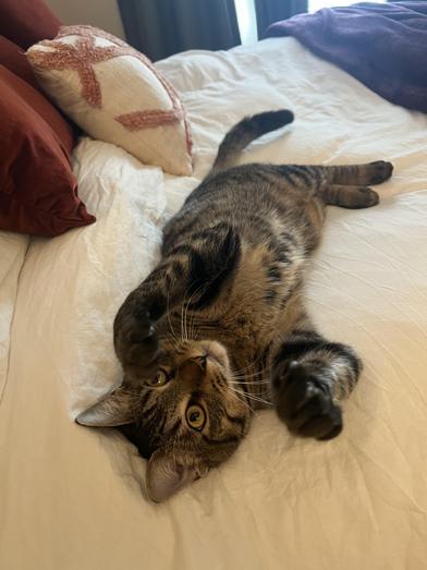 Napoleon — thumbnail 2