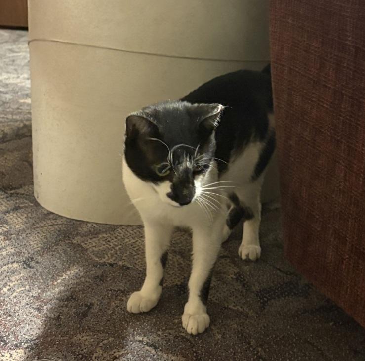 Enlarge Casanova (Handsome Talkative Boy), an adopted Domestic Short Hair in Lewistown, PA image 4/4