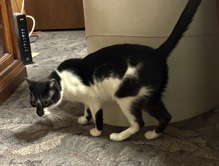 Enlarge Casanova (Handsome Talkative Boy), an adopted Domestic Short Hair in Lewistown, PA image 2/4