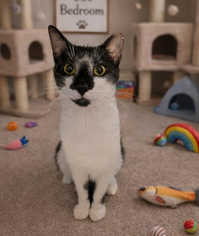 Casanova (Handsome Talkative Boy), adopted, Young Male Domestic Short Hair.