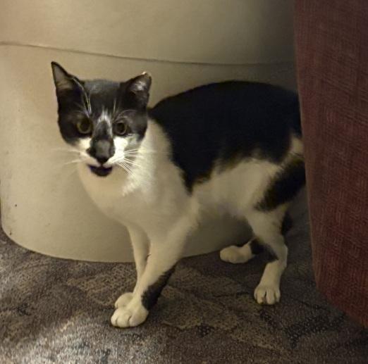 Enlarge Casanova (Handsome Talkative Boy), an adopted Domestic Short Hair in Lewistown, PA image 3/4