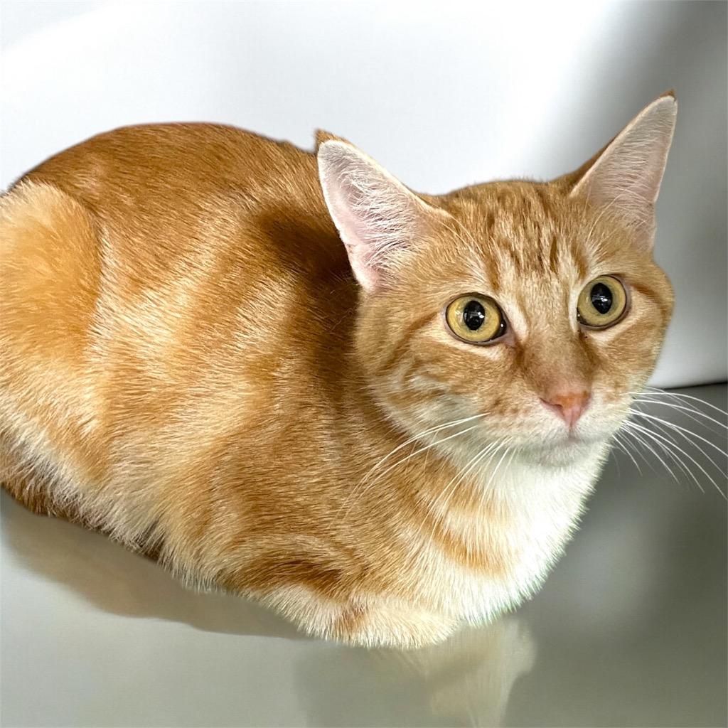 Karma, Adoptable, Adult Female Domestic Short Hair.