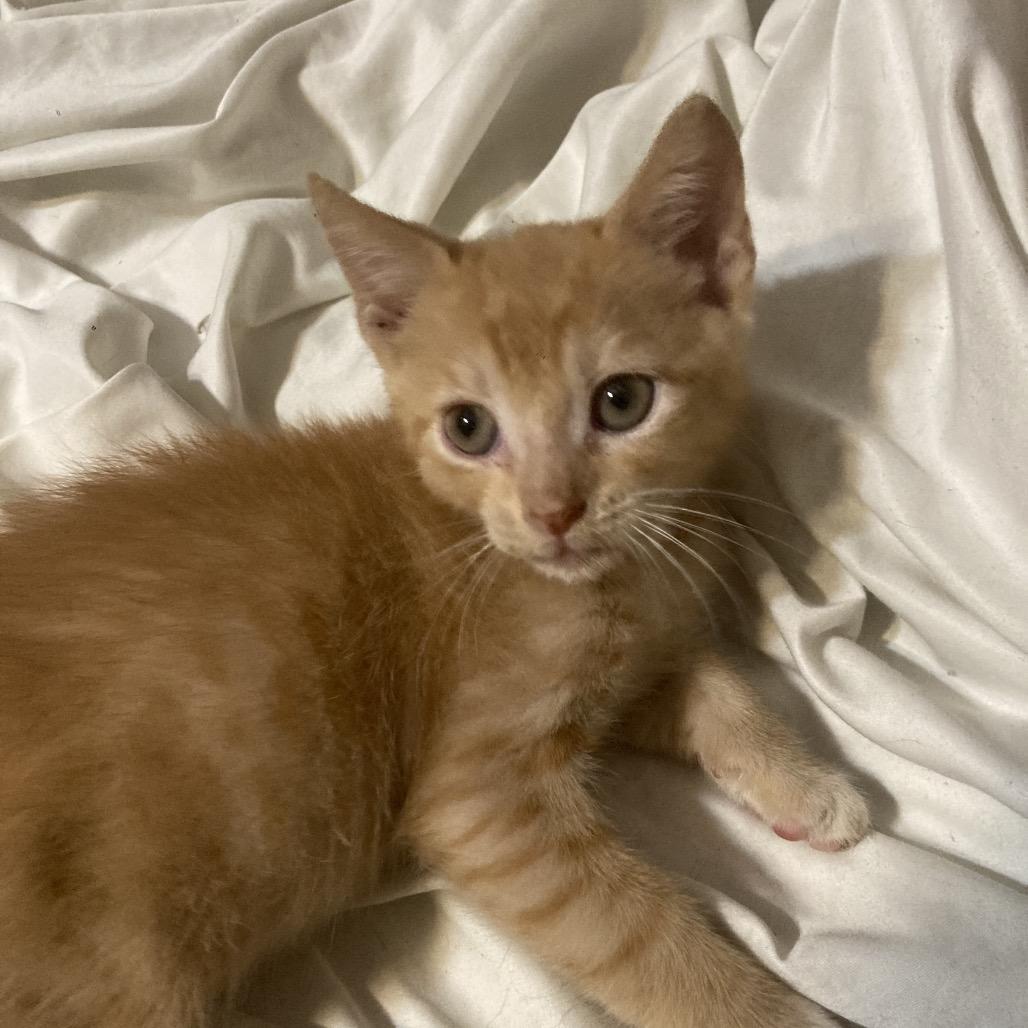 Enlarge Lion Dyal-SD, a Adoptable Domestic Short Hair in Tallahassee, FL image 1/2