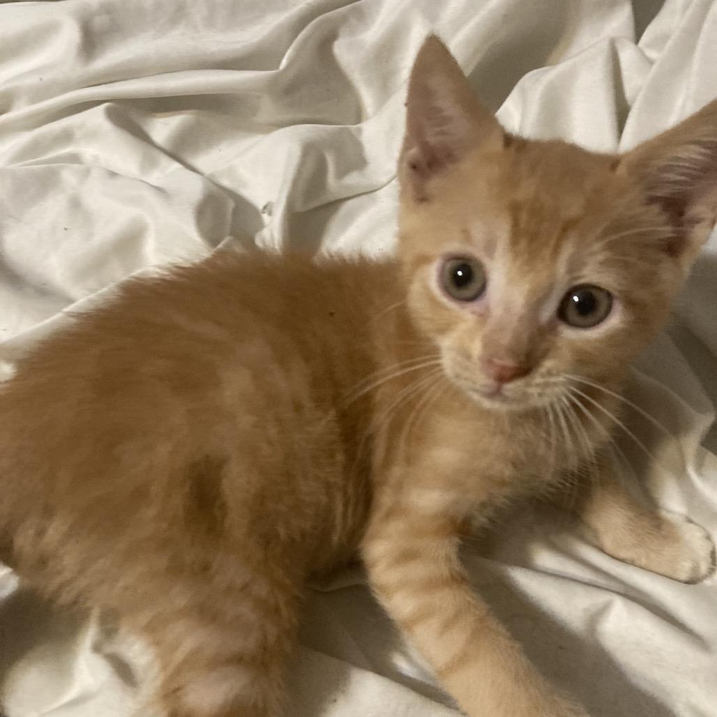 Enlarge Lion Dyal-SD, a Adoptable Domestic Short Hair in Tallahassee, FL image 2/2