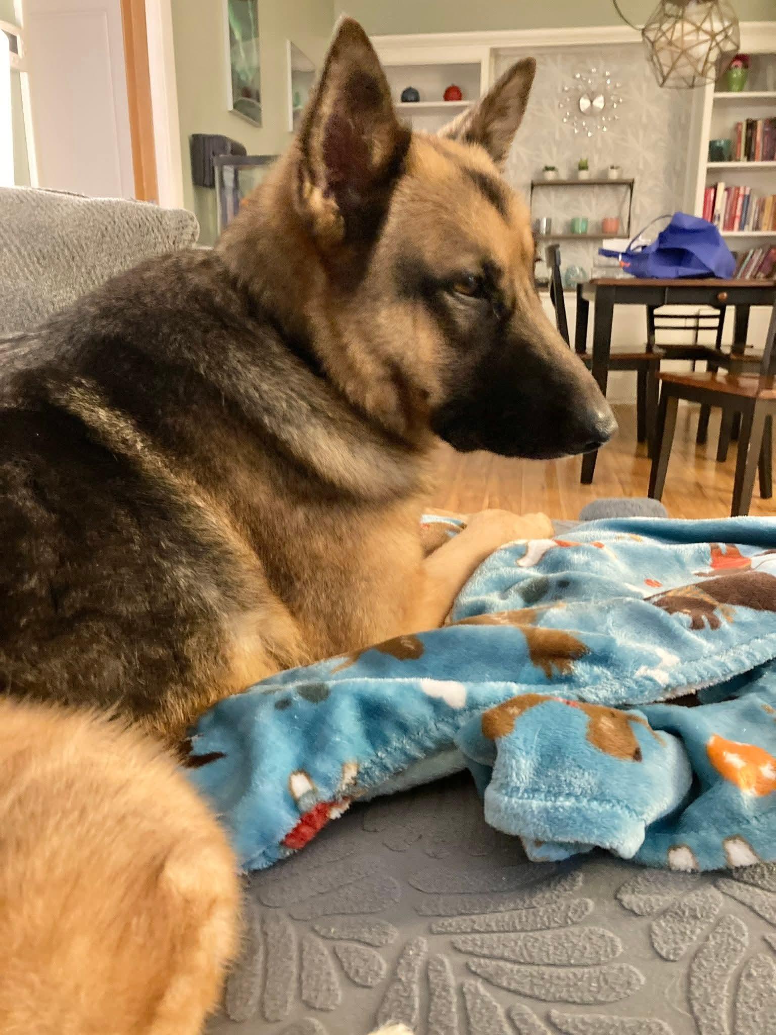 Enlarge BELLATRIX    $425, a ADOPTABLE mixed breed in Milwaukee, WI image 4/6