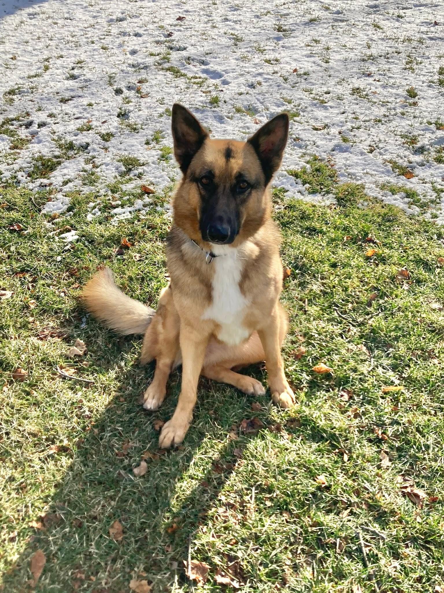 Enlarge BELLATRIX    $425, a ADOPTABLE mixed breed in Milwaukee, WI image 5/6