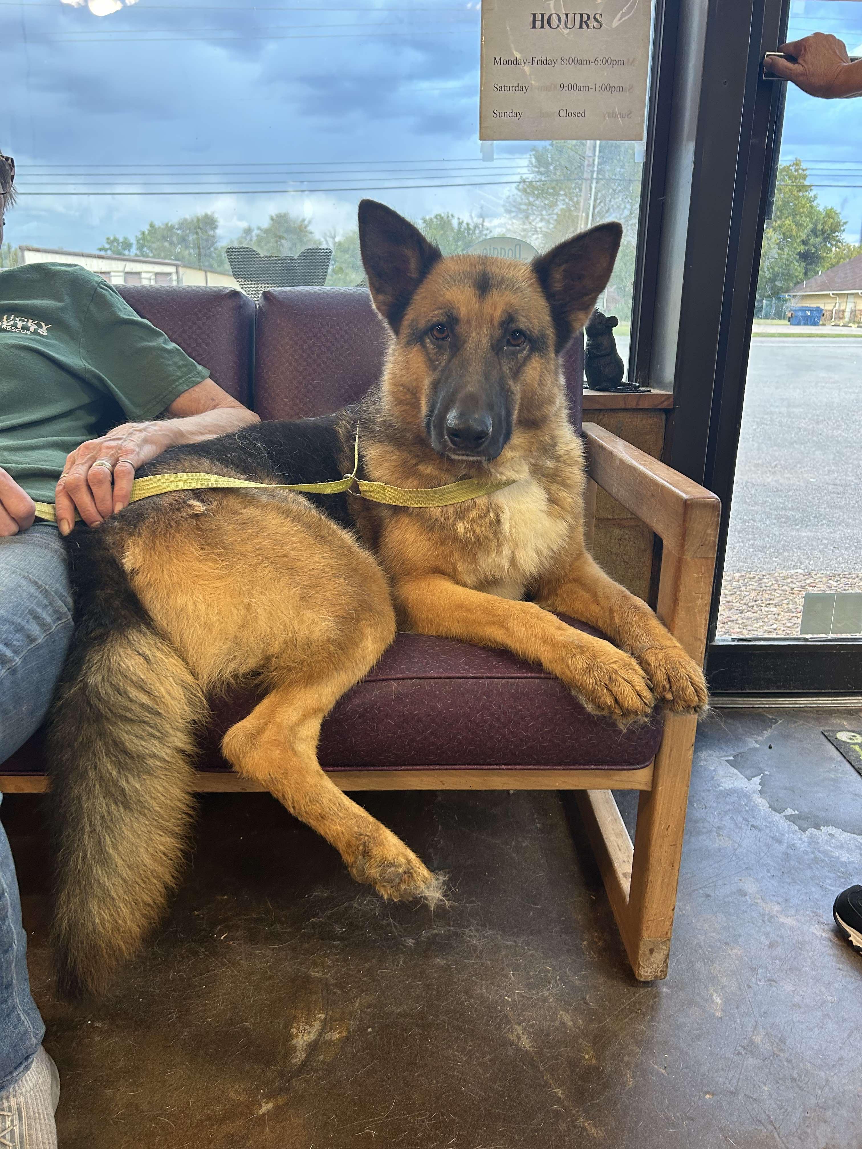 BELLATRIX    $425, ADOPTABLE, Adult Female Shepherd.