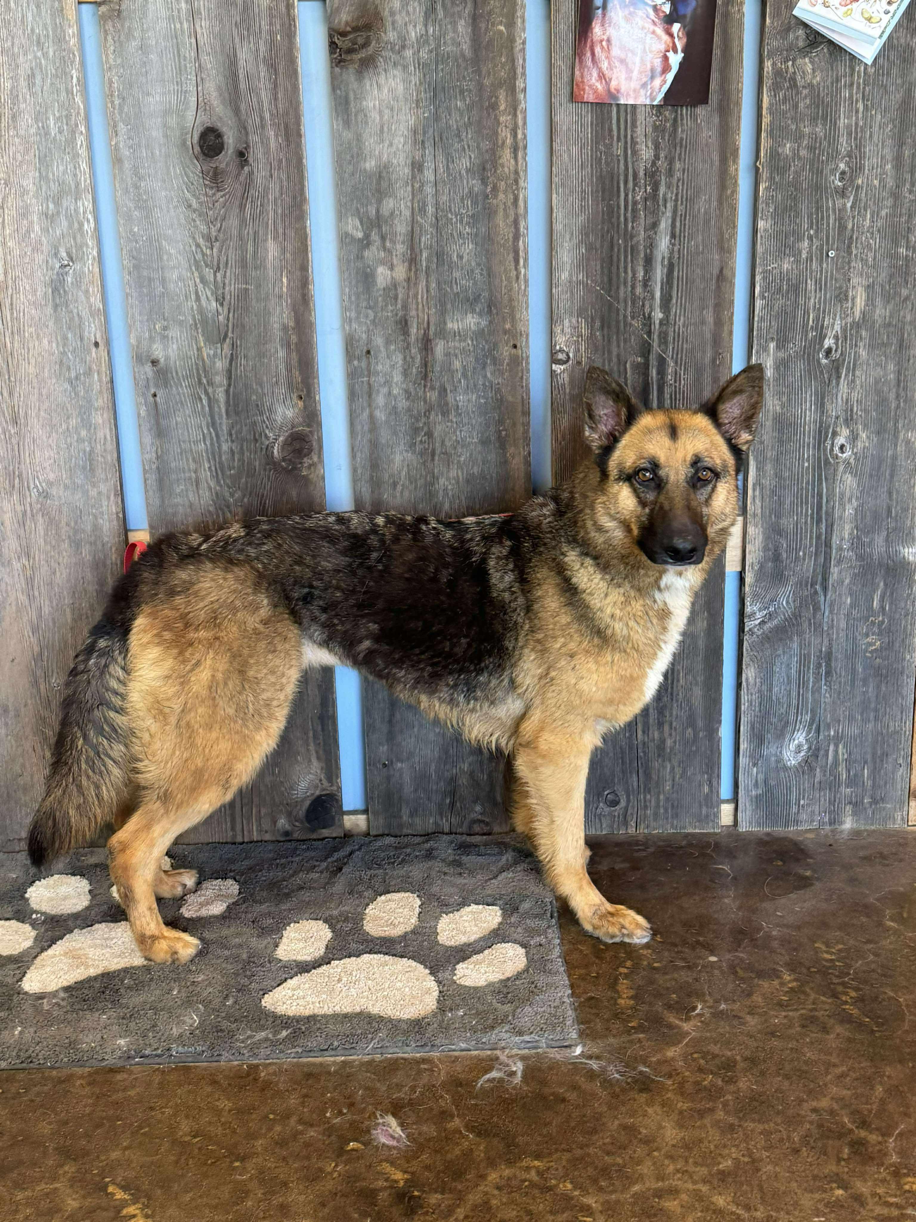 Enlarge BELLATRIX    $425, a ADOPTABLE mixed breed in Milwaukee, WI image 2/6