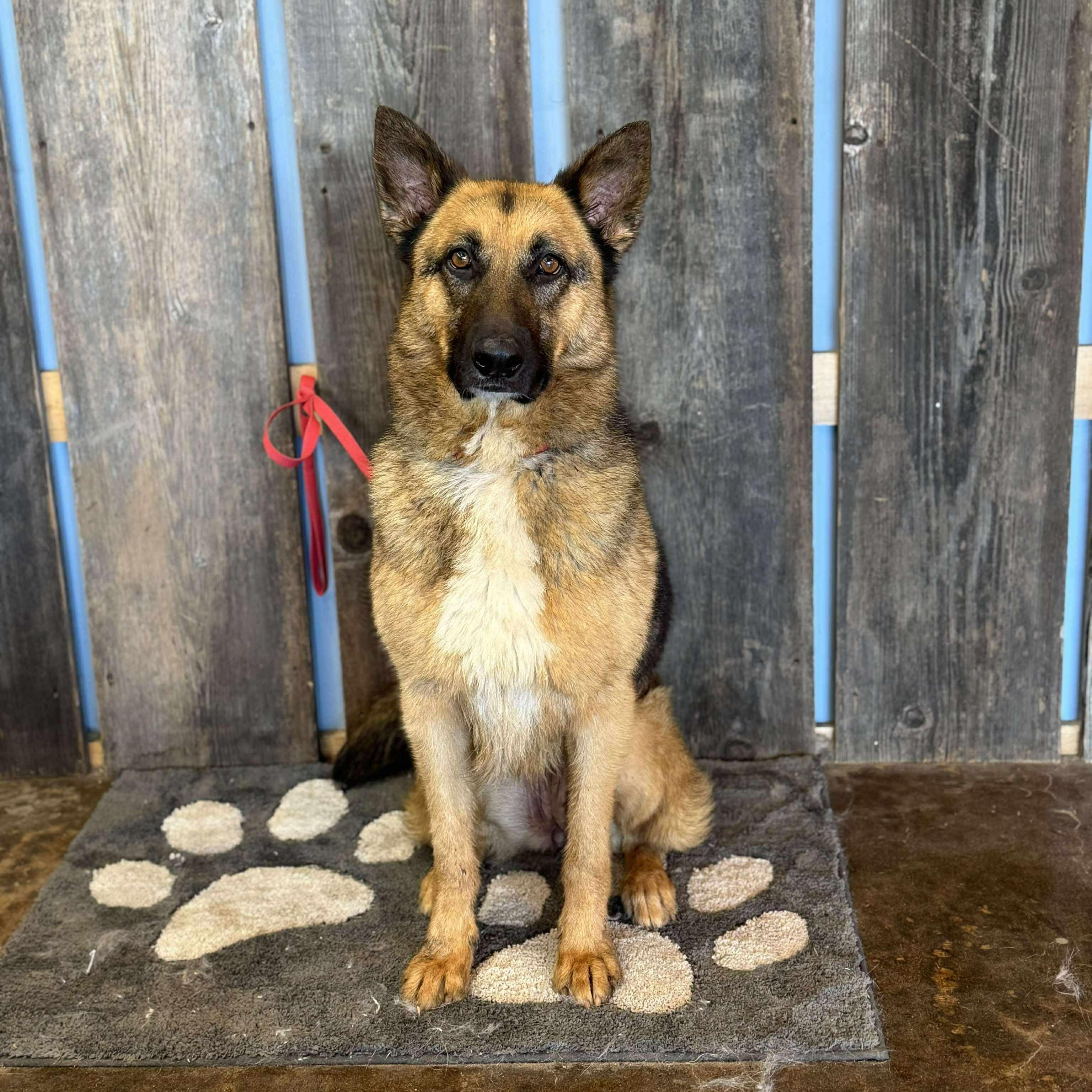 Enlarge BELLATRIX    $425, a ADOPTABLE mixed breed in Milwaukee, WI image 3/6