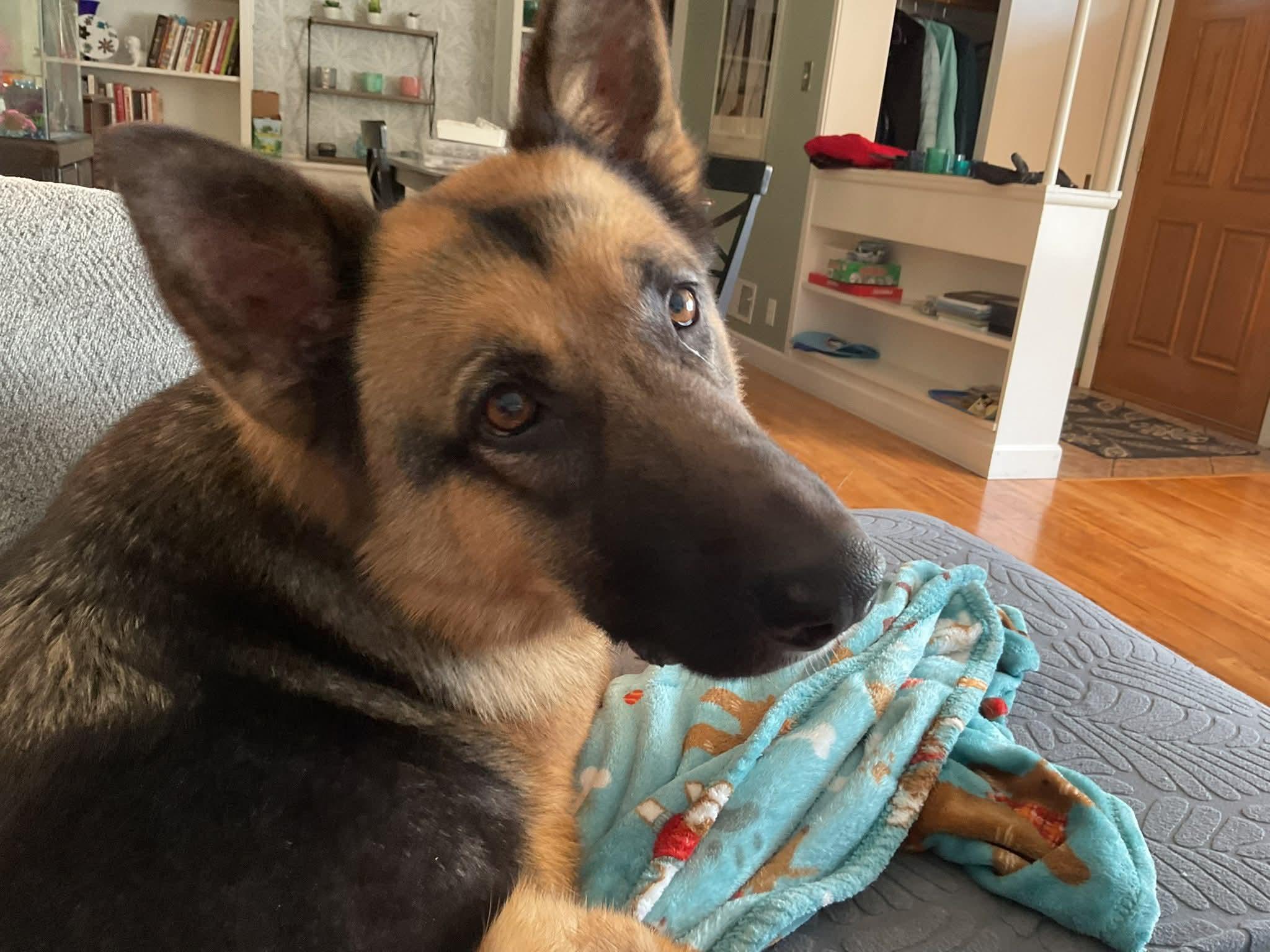 Enlarge BELLATRIX    $425, a ADOPTABLE mixed breed in Milwaukee, WI image 6/6