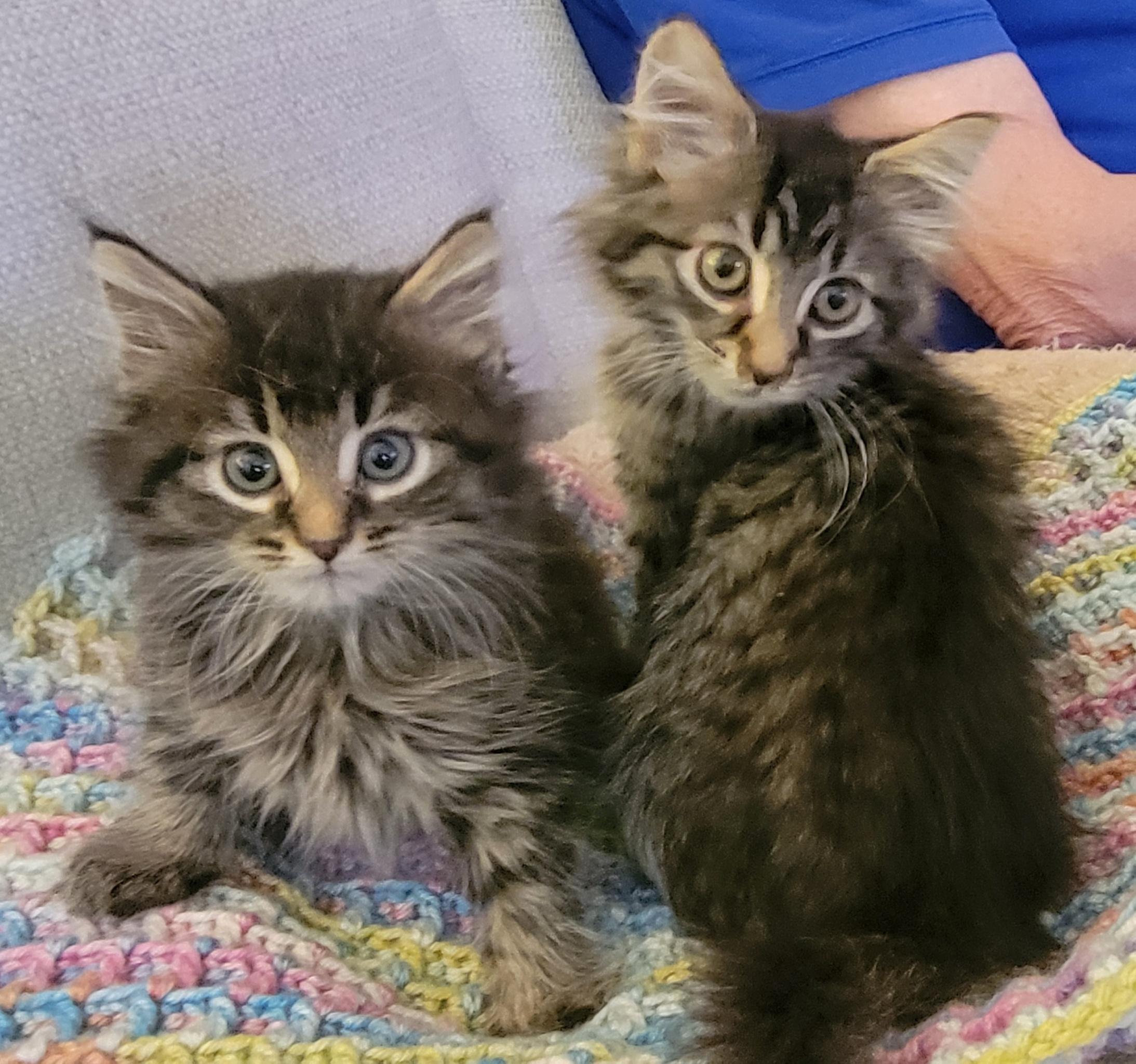 Enlarge Rotini, an adopted Domestic Long Hair in Knoxville, TN image 1/1