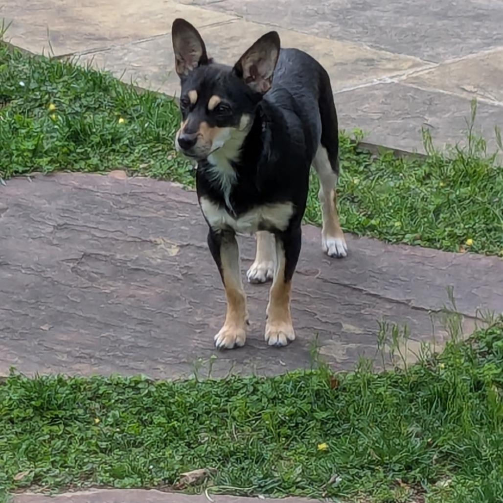 Enlarge Rascal Flatts, a Adoptable mixed breed in Rockville, MD image 1/6