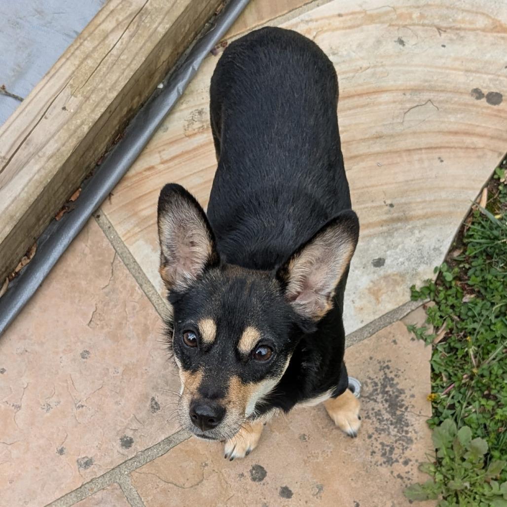 Enlarge Rascal Flatts, a Adoptable mixed breed in Rockville, MD image 2/6