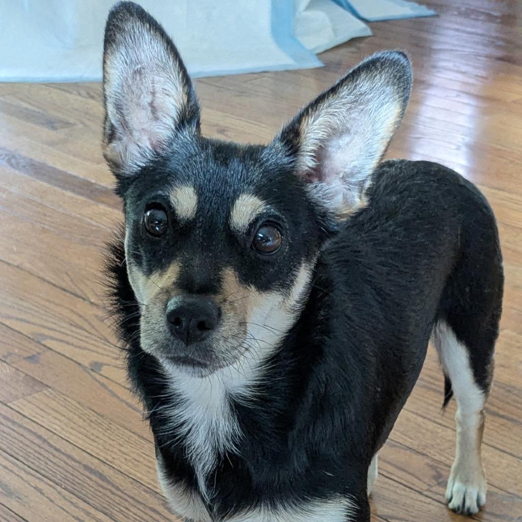 Enlarge Rascal Flatts, a Adoptable mixed breed in Rockville, MD image 4/6
