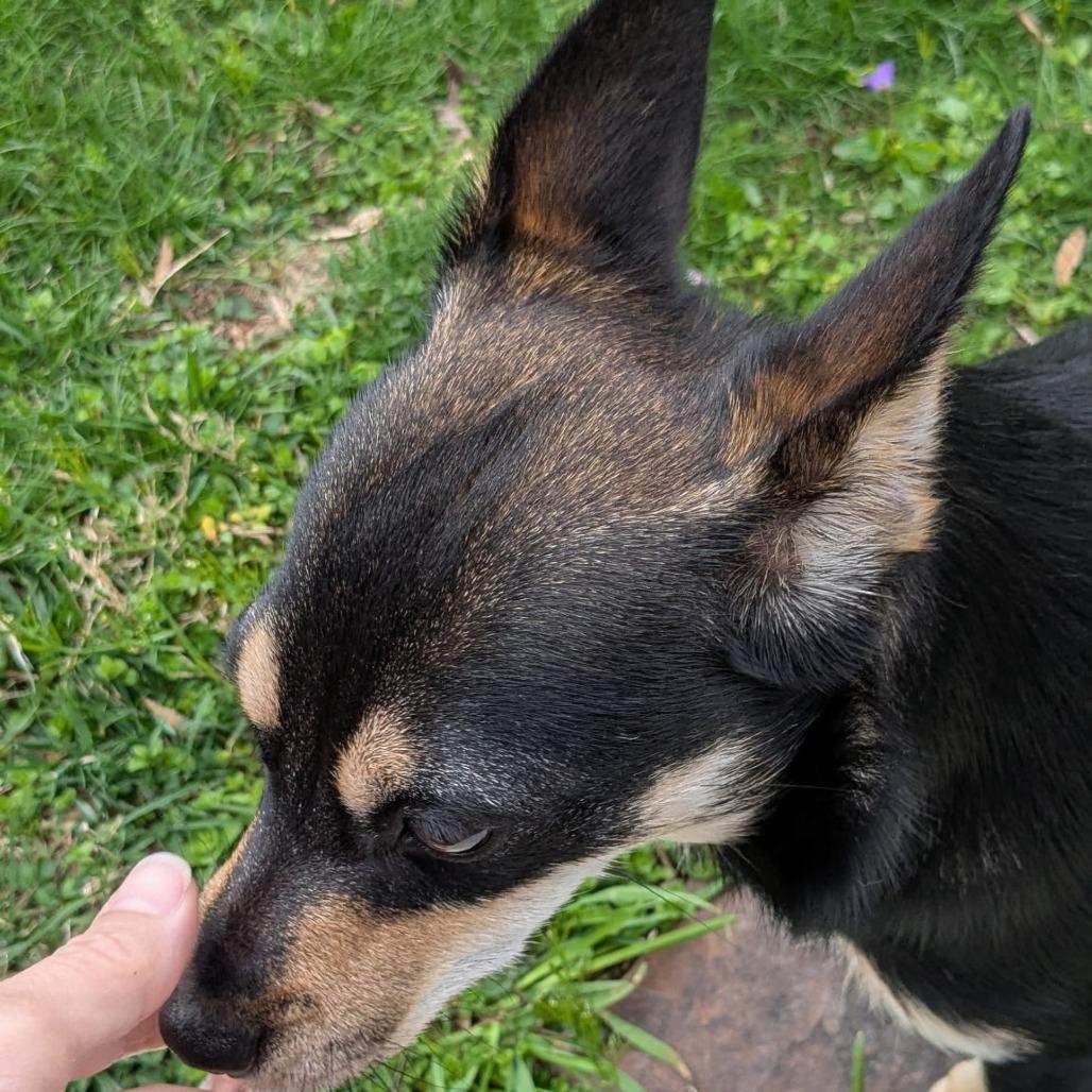 Enlarge Rascal Flatts, a Adoptable mixed breed in Rockville, MD image 5/6