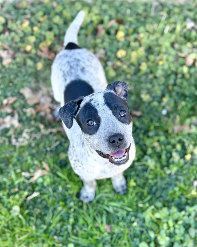 Mira Golden — thumbnail 3