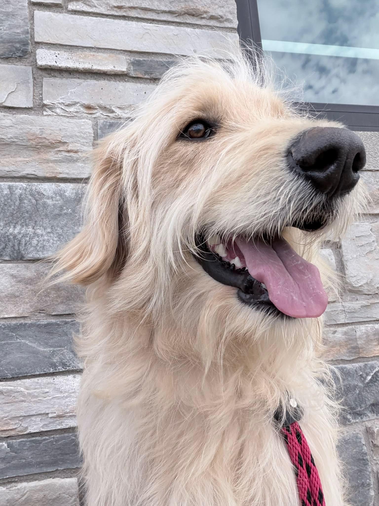 Enlarge Sampson - ADOPTION IN PROCESS, a Adoptable Standard Poodle in Grafton, WI image 2/3