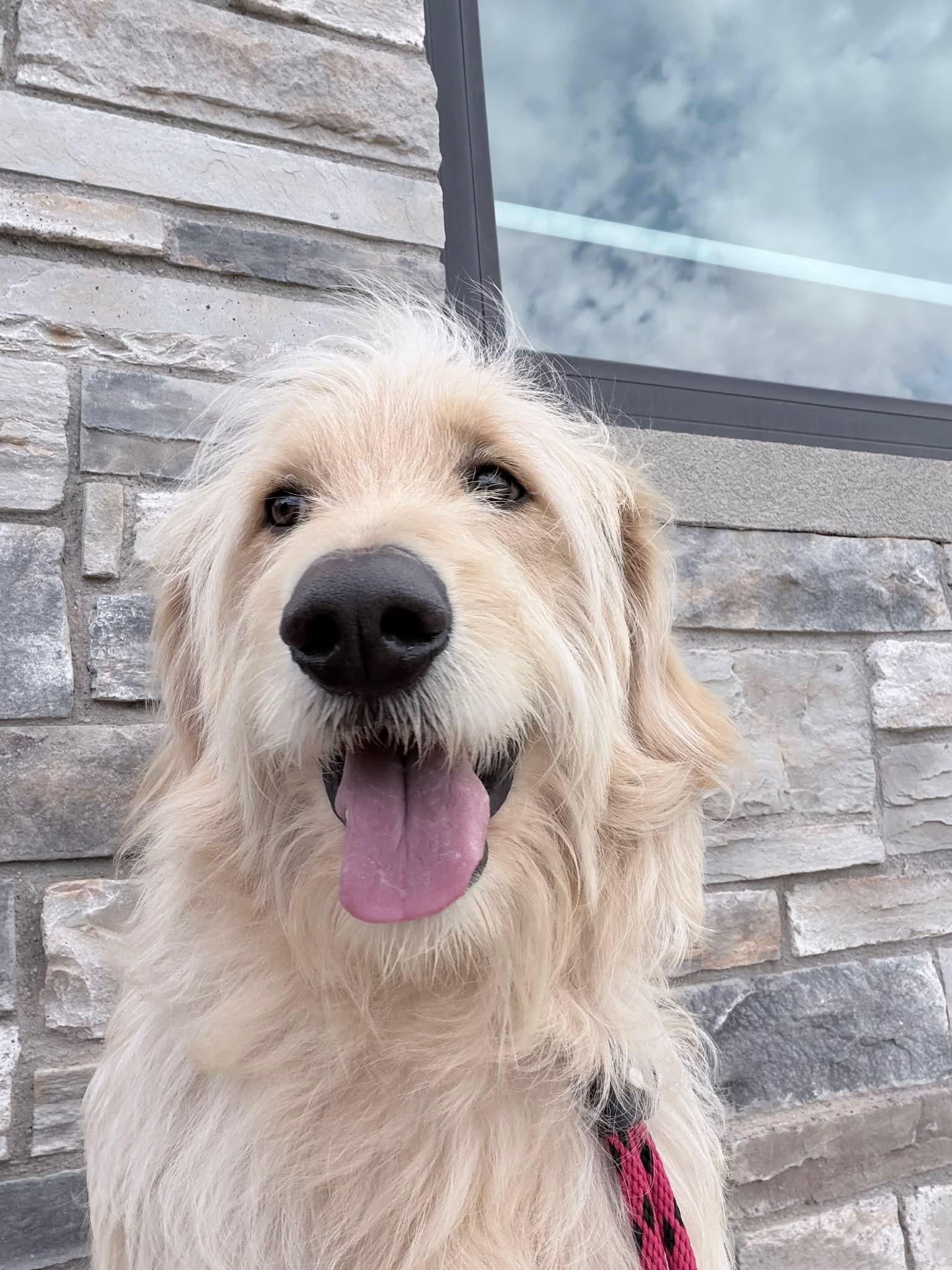 Enlarge Sampson - ADOPTION IN PROCESS, a Adoptable Standard Poodle in Grafton, WI image 3/3