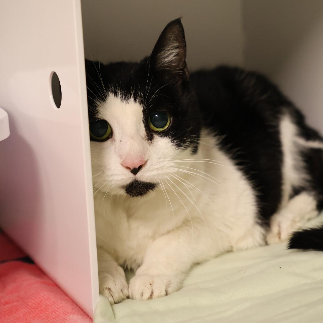 Enlarge Ms Broadway, a Adoptable Domestic Short Hair in Briarcliff Manor, NY image 1/3