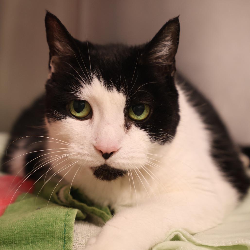 Enlarge Ms Broadway, a Adoptable Domestic Short Hair in Briarcliff Manor, NY image 2/3