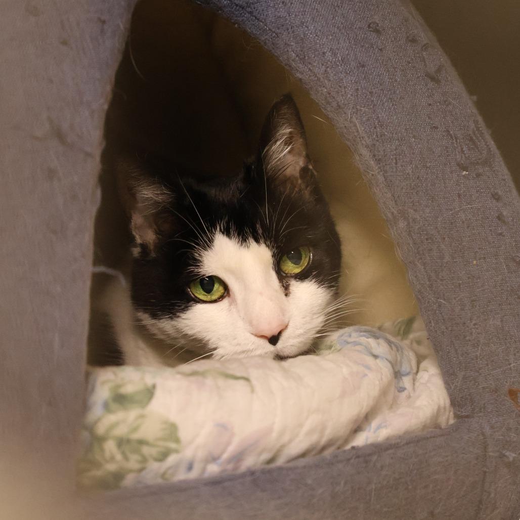 Enlarge Ms Broadway, a Adoptable Domestic Short Hair in Briarcliff Manor, NY image 3/3