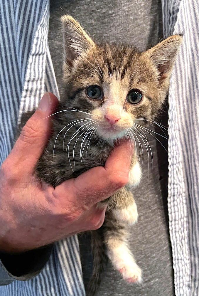 Sparrow, Adopted, Kitten Female Domestic Short Hair.
