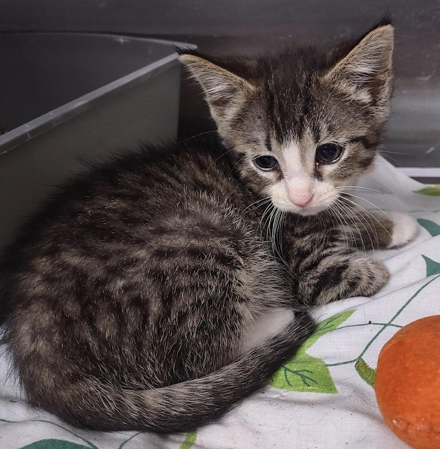 Sparrow, a Adopted Domestic Short Hair in Albemarle, NC image 2/3