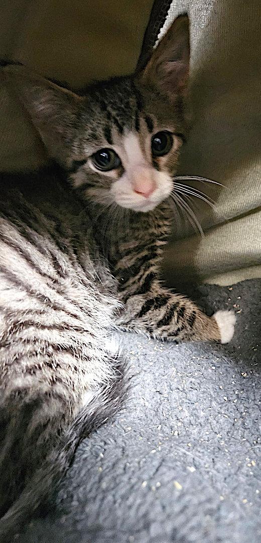 Sparrow, a Adopted Domestic Short Hair in Albemarle, NC image 3/3