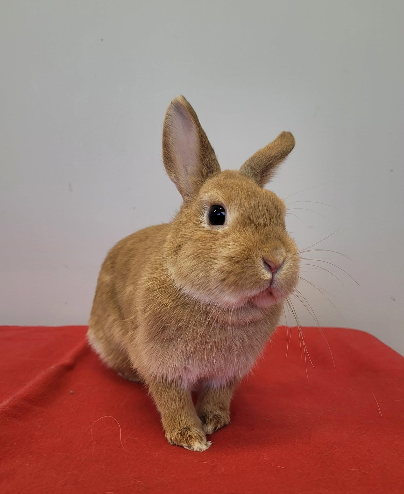 Jessica, ADOPTABLE, Adult Female Dwarf.