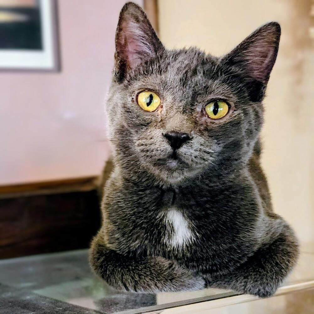 Enlarge Grinch, a Adoptable Domestic Short Hair in Albuquerque, NM image 3/6