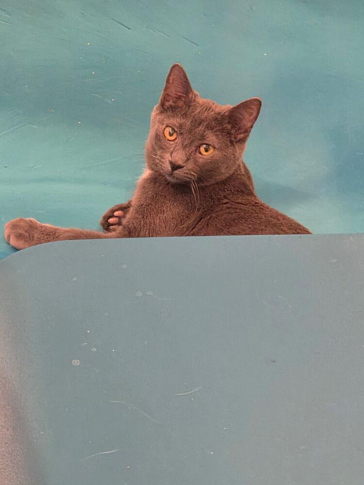 Enlarge Grinch, a Adoptable Domestic Short Hair in Albuquerque, NM image 4/6