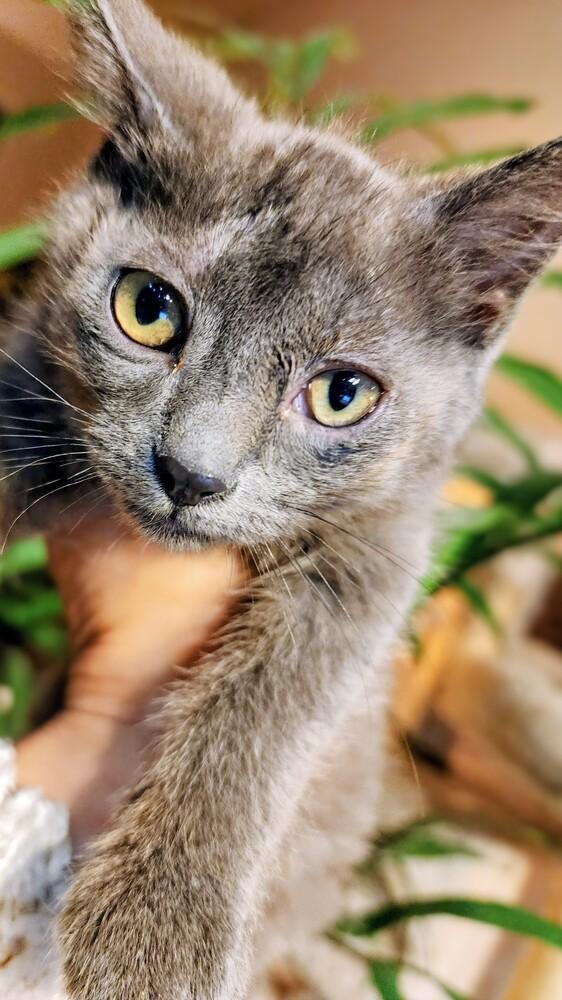 Grinch, a Adoptable Domestic Short Hair in Albuquerque, NM image 1/2