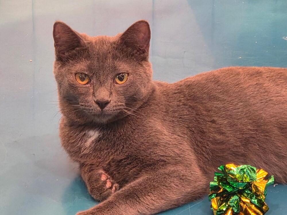 Enlarge Grinch, a Adoptable Domestic Short Hair in Albuquerque, NM image 5/6